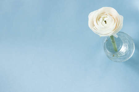 White ranunculus in vase against pastel blue background, beautiful spring flower, vintage card, copy space for text top viewの写真素材