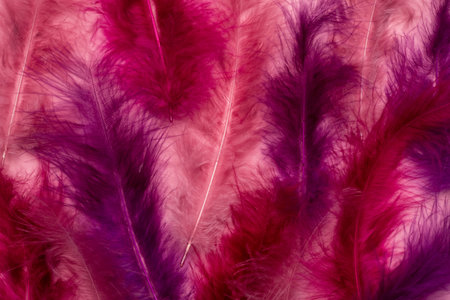 Beautiful abstract pink and purple feathers on pastel background and soft white pink feather texture...
