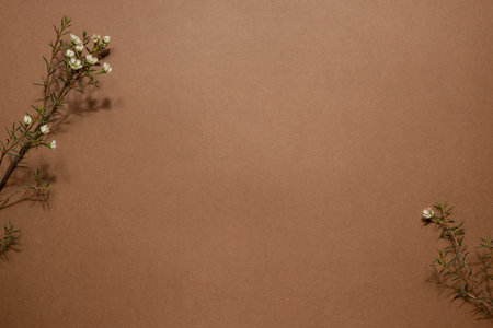 Minimalistic background with Chamelaucium or wax flower, tender flower, violet blossom, flat layの写真素材