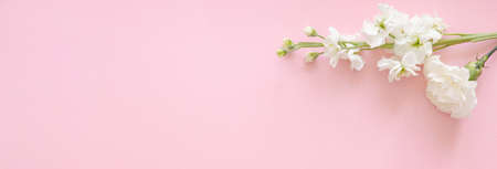 White flower carnation on pink background banner for mothers day, wedding and valentines day with copy space for mock up top viewの写真素材