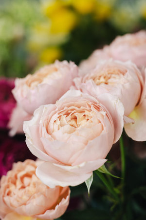 Beautiful blossoming roses in tender pink colors, standing at the florist shop close up side view