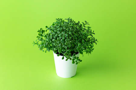 Grassy green plastic plant in pots on green background isolatedの写真素材