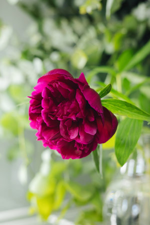 Red peony flower in flower shop on a background of green leaves vertical