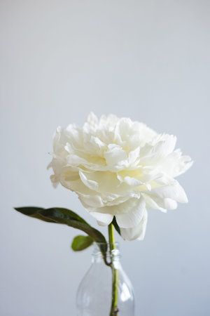 Closeup of beautiful white rose flower in vase on gray background with copy space, flower shot