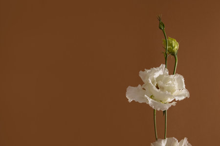 A closeup shot of a still life of white flower Eustoma on pastel brown background, aesthetic compositionの写真素材