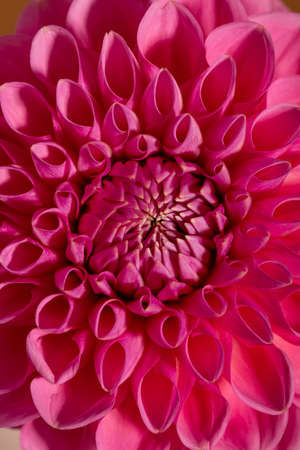 Pink Dahlia Flower on brown background. Beautiful ornamental blooming garden plant with clipping path.の写真素材