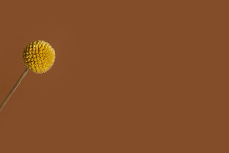 A single yellow craspedia flower on brown background with copy space . The craspedia is in the daisy...