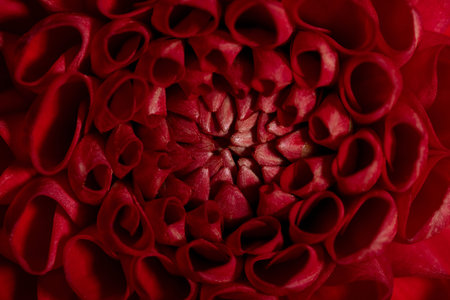 Beautiful red coloured sunny Dahlia flower texture, close up view , flower on brown backgroundの写真素材
