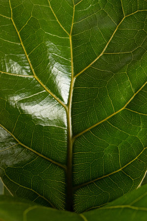 Close up of leaf of tropical fiddle leaf fig Ficus Lyrata houseplant isolated on white background...