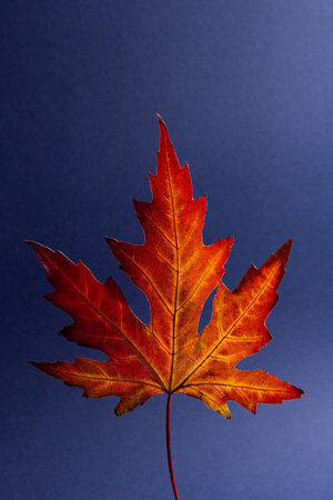 Creative art minimal poster with autumn red maple leaf on a dark blue background
