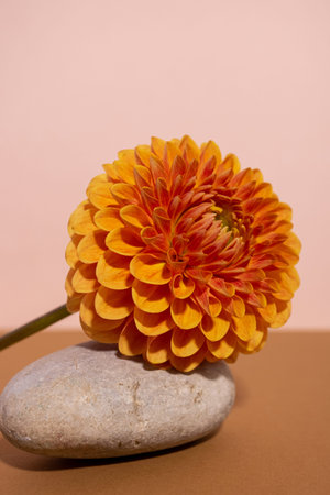 Beautiful orange coloured sunny Dahlia flower texture, close up view , flower on brown backgroundの写真素材