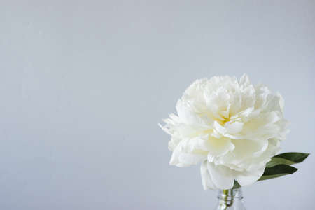 Closeup of beautiful white peony flower in vase on grey wall background with copy spaceの写真素材