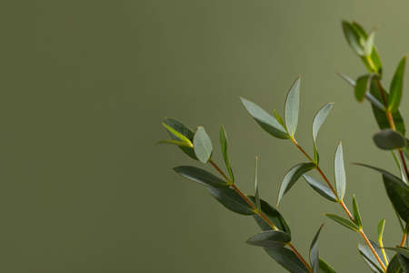 Green eucalyptus branches on dark background close up macroの写真素材