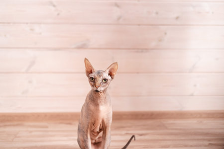 Portrait of Canadian Sphynx Cat kitten blue mink with white color with big blue eyes sitting on...