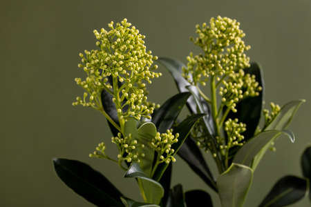 Green plant, skimmia flower on green background, greeting card with copy spaceの写真素材