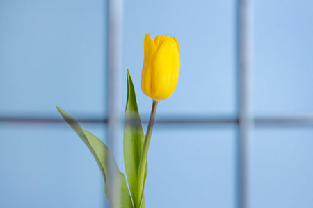 Yellow tulip flower on blue background.Russia ukraine conflict. Ukraine flag color. Border conflict. Russia vs ukraine. War concept.の写真素材
