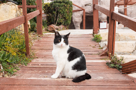 Street Turkish beautiful cat on the road near hotel spa resort and flowers in Turkey , Antalyaの写真素材