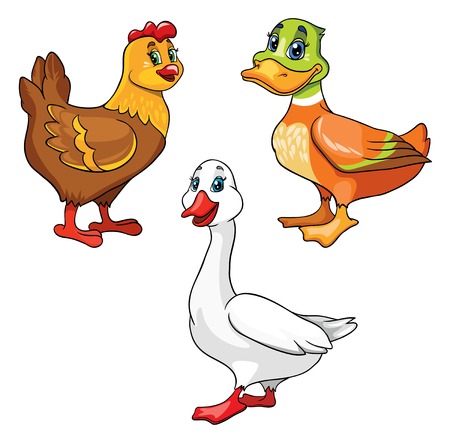 set of poultry, vector illustration on white backgroundのイラスト素材