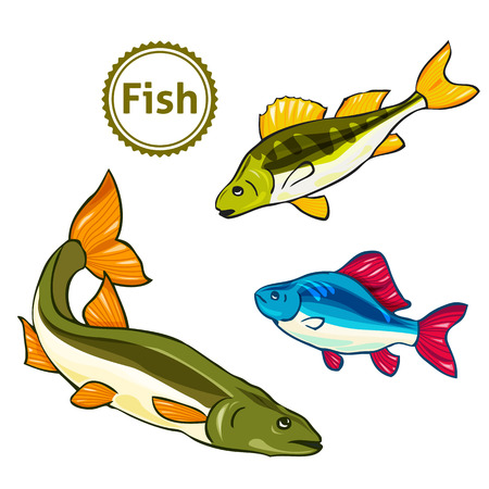Vector illustration of fishes. Perch, salmon.のイラスト素材