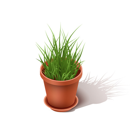 Isolated ceramic flowerpot with a grass. Isometric  the house flower isolated on a white background. Vector illustrationのイラスト素材