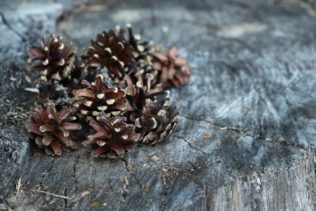 Siberian pine conesの写真素材