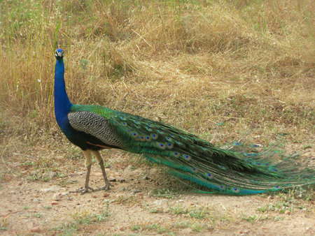 Male peafowl peacock with its long beautiful and perfect tail, feathers, plumage. Large and brightly colored bird from the Filerimos mountain of Rhodes in Greeceの写真素材