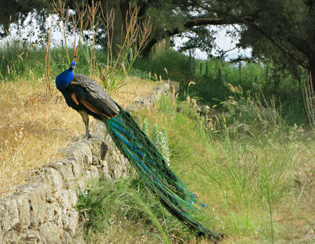 Male peafowl peacock with its beautiful and perfect tail, feathers, plumage. Large and brightly colored bird from the Filerimos mountain of Rhodes in Greeceの写真素材