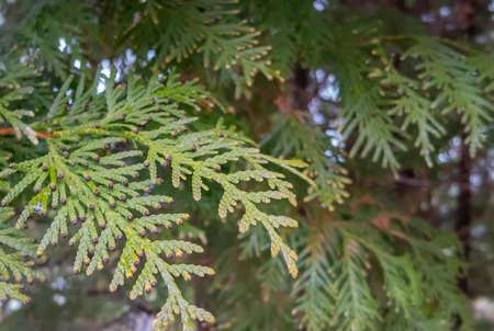 Cypress early spring new growth. Background with bright green cypress tree close upの写真素材