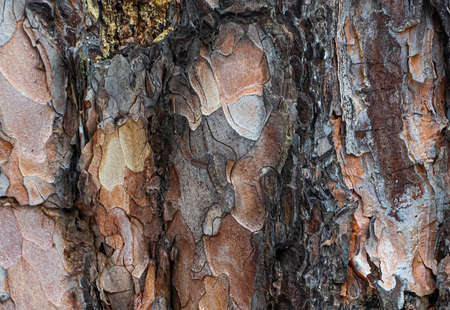 Close Up of embossed texture of the brown bark of a tree with green moss and lichen on it. old tree. close up of bark macro photography. backgroundの写真素材