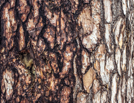 Close Up of embossed texture of the brown bark of a tree. old tree. close up of bark macro photography. backgroundの写真素材