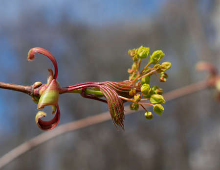 Close-up flowers and young leaves of the maple tree in early spring. selective focus. Blurry background. The awakening of natureの写真素材