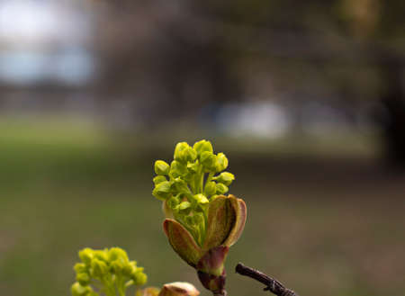 Close-up flowers of the maple tree in early spring. selective focus. Blurry background with space for text. The awakening of natureの写真素材