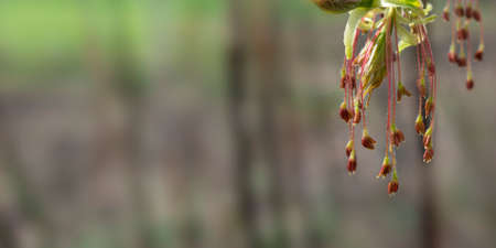 Close-up flowers and young leaves of the ash-leaved maple tree in early spring. selective focus. Blurry background with space for textの写真素材