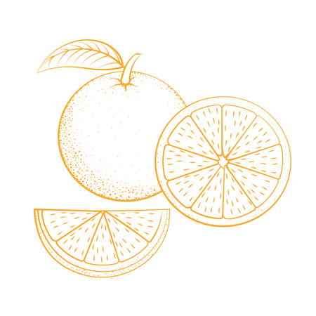 Contour icon of oranges on white background. Whole and cut oranges. Fruit. Vector illustration. Design for textiles, banners, posters, labels.のイラスト素材
