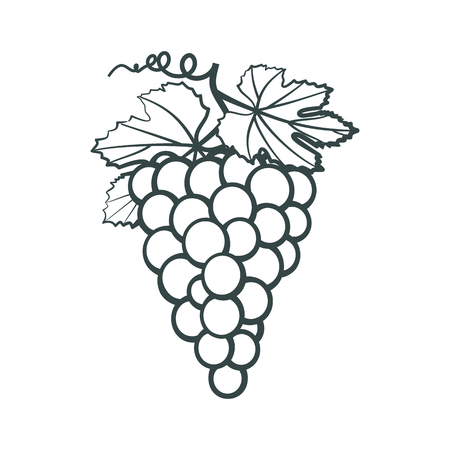 Outline icon of bunches in grapes with leavesのイラスト素材
