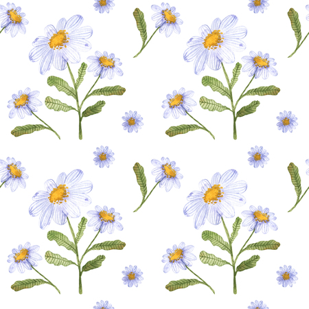 A collection of herbs and flowers. Chamomile, plantain, cornflowers. Watercolor.の写真素材