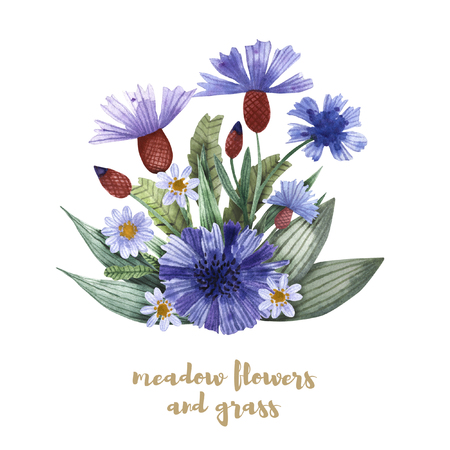 A collection of herbs and flowers. Chamomile, plantain, cornflowers. Watercolor.の写真素材