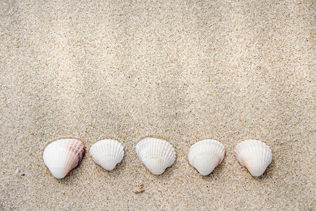 Sea shells on sand