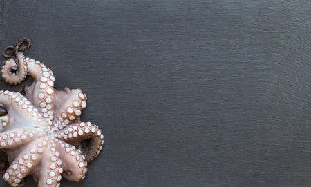 Fresh raw octopus over dark grey background closeupの写真素材
