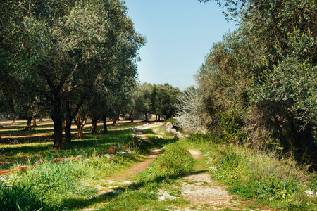 Rural landscape with olive trees - Salento, South Italyの写真素材