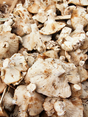Fresh mushrooms on a farmers market close upの写真素材