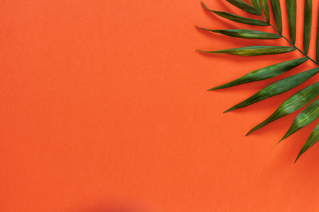 Palm leaf on a coral red background top viewの写真素材