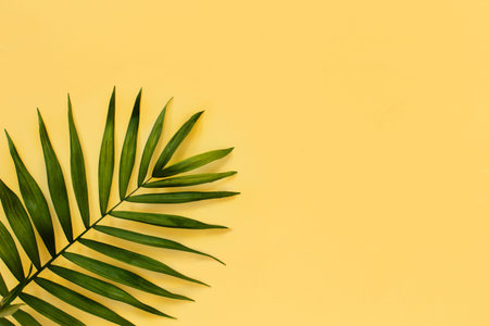 Palm leaf on a yellow background top view