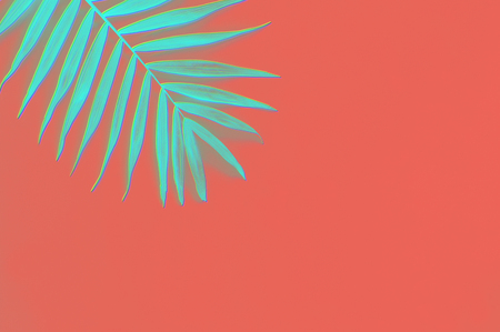 Tropical palm on a coral background top viewの写真素材