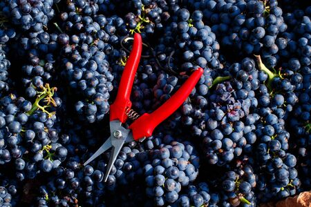 Grapes in plastic crate with shears during grape harvest in South Italy, Pugliaの写真素材
