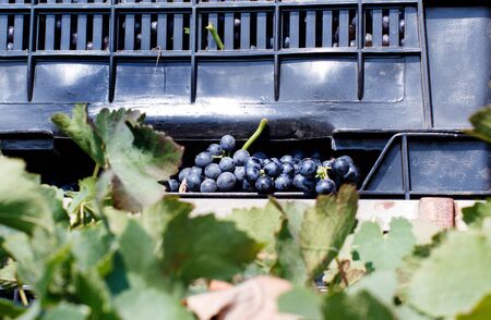 Grapes in plastic crates during grape harvest in South Italy, Pugliaの写真素材