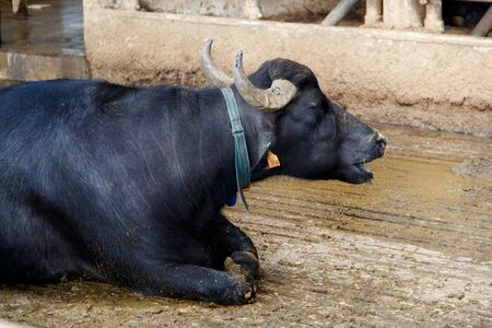 Buffalo breeding near Salerno  for production of buffalo mozzarella, Campania, Italyの写真素材