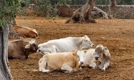 Podolic cows lying  under olive trees in Apulia Region in Italy の写真素材