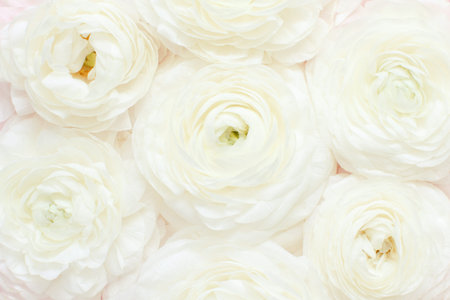 Cream ranunculus flowers close up.  Spring concept