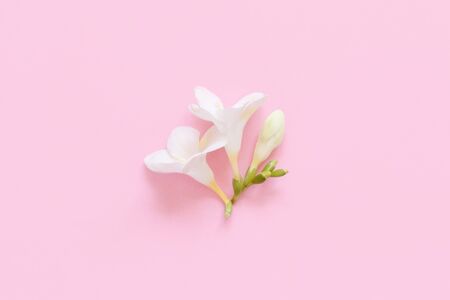 White fresia flower on a light pink  background top viewの写真素材